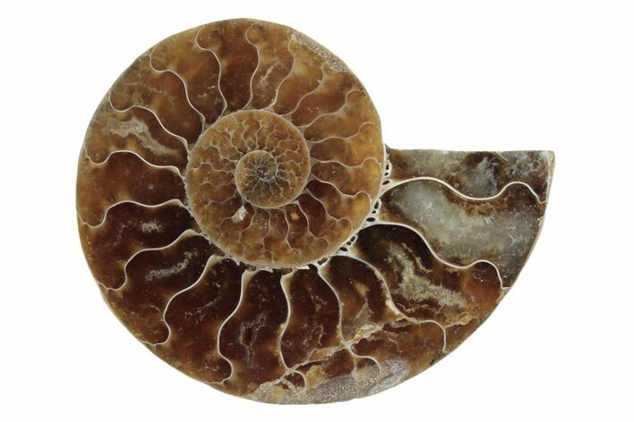Cut & Polished Ammonite Fossil (Half) - Madagascar #377639